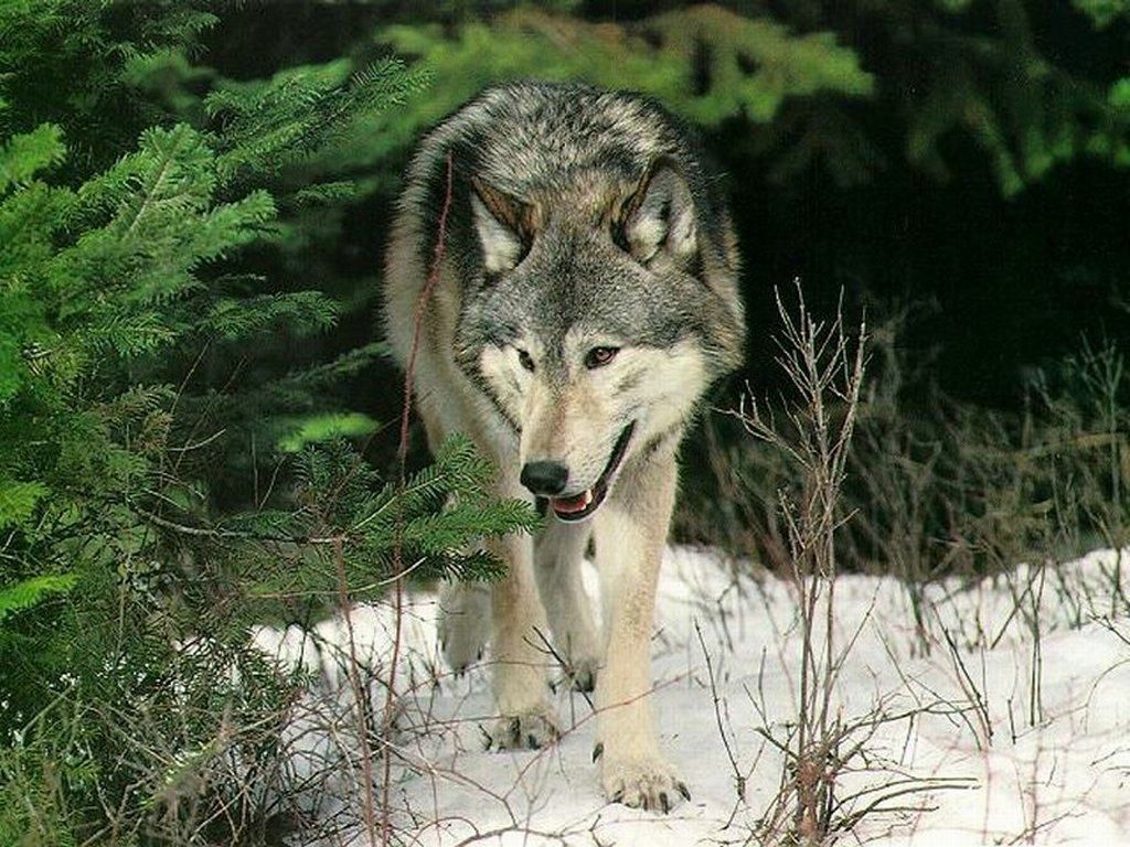 loup fond ecran loup