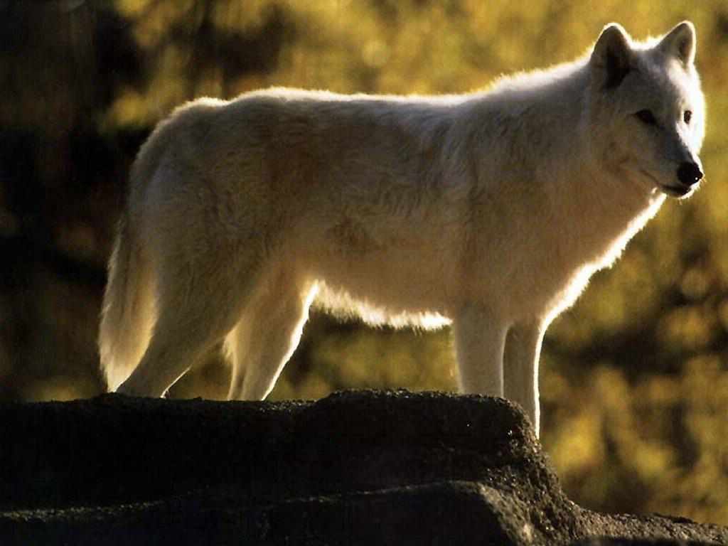 loup blanc fond ecran loup blanc