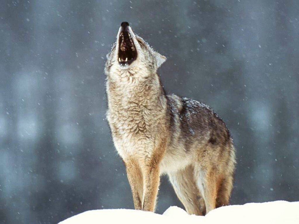 loup fond ecran loup