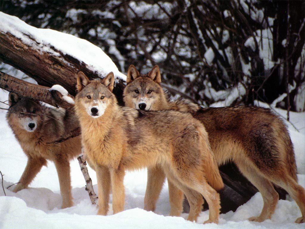 loups fond ecran loups