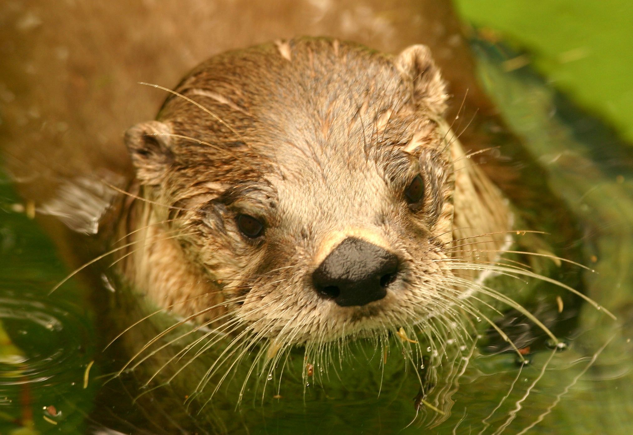 loutre fond ecran loutre