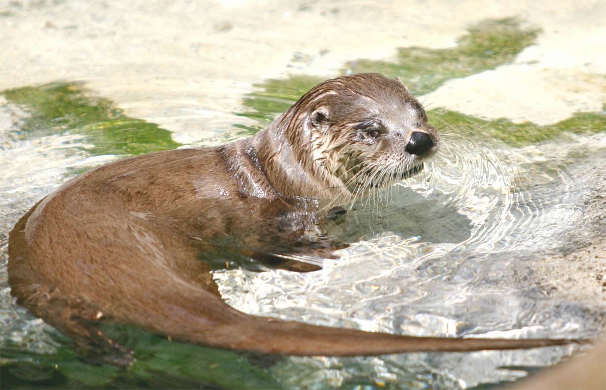 loutre fond ecran loutre