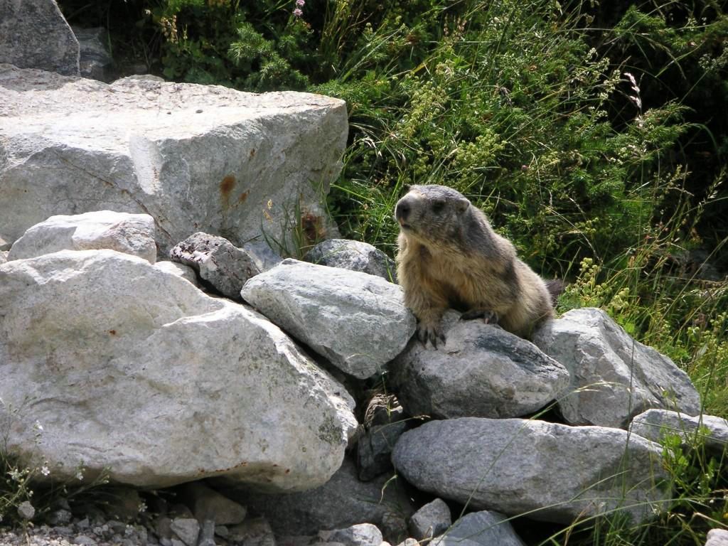 marmotte fond ecran marmotte