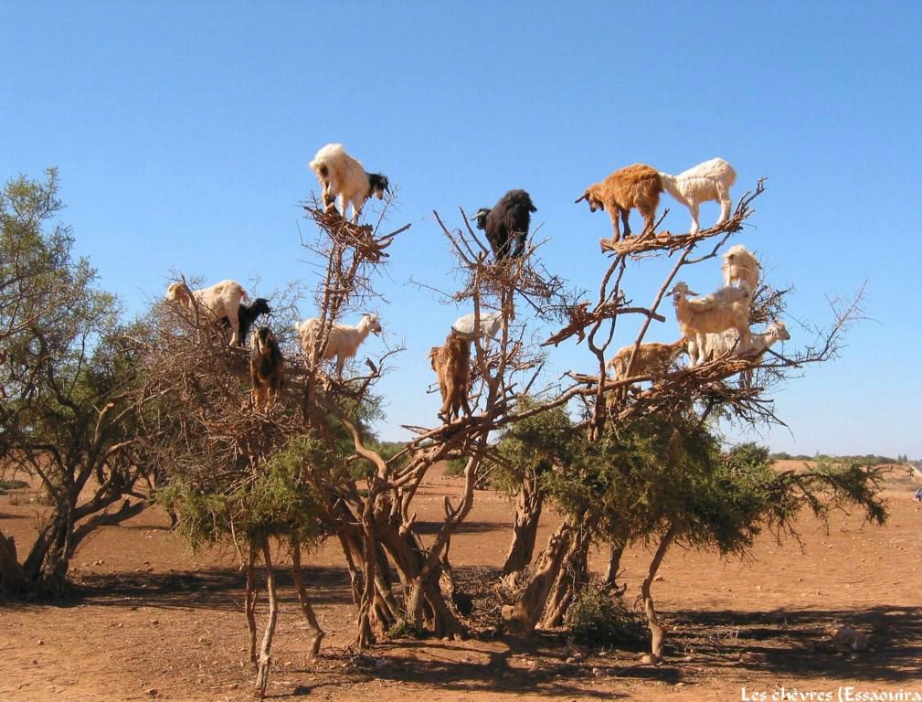 Maroc fond ecran Maroc
