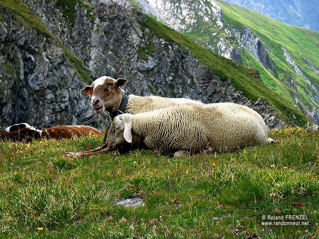 mouton fond ecran mouton