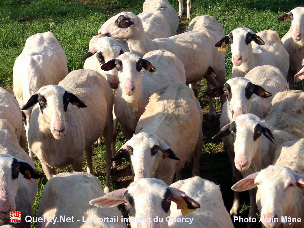 moutons fond ecran moutons