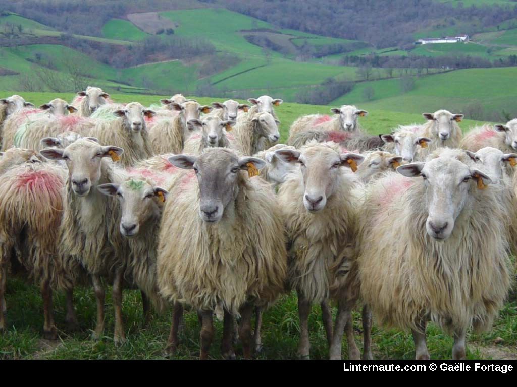 moutons fond ecran moutons