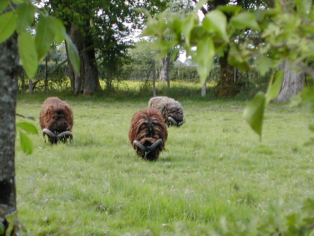 moutons fond ecran moutons