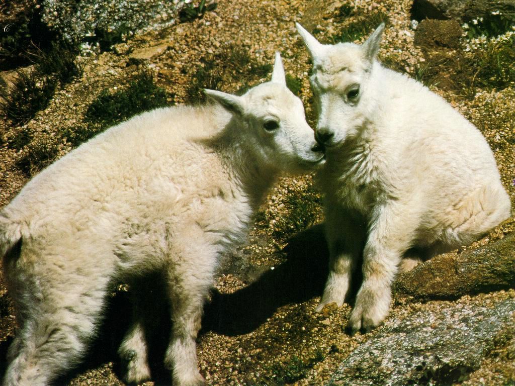 moutons fond ecran moutons