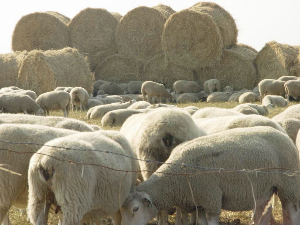 moutons fond ecran moutons
