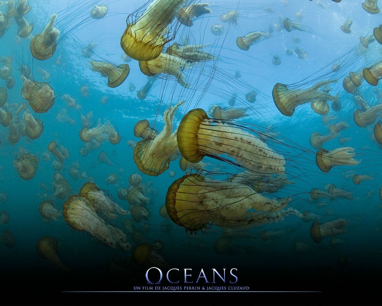 Océans : méduses fond ecran Océans : méduses