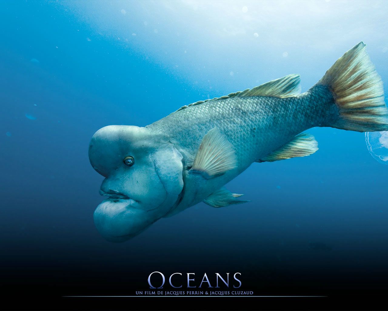 Océans fond ecran Océans