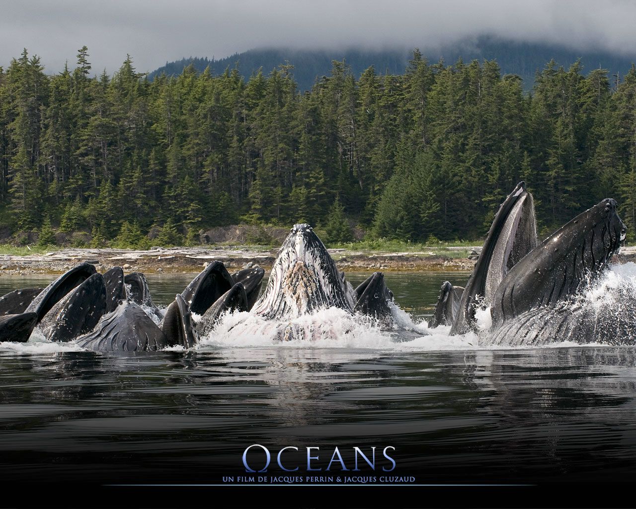 Océans ; baleines fond ecran Océans ; baleines