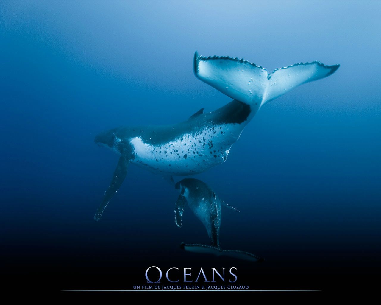 Océans : bébé baleine fond ecran Océans : bébé baleine