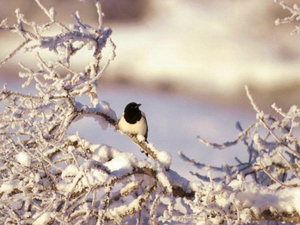 oiseau fond ecran oiseau