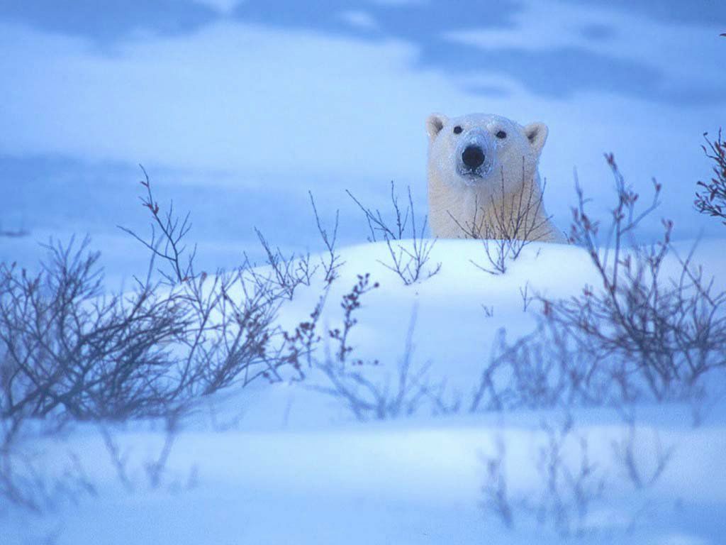 ours blanc fond ecran ours blanc