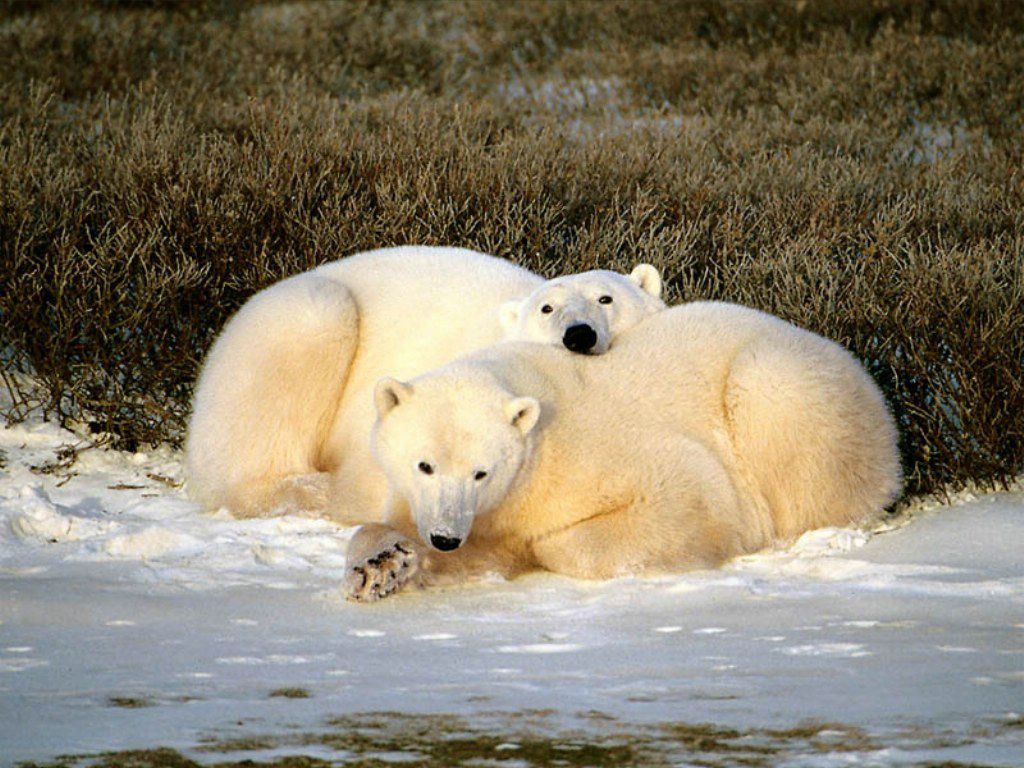ours blancs fond ecran ours blancs