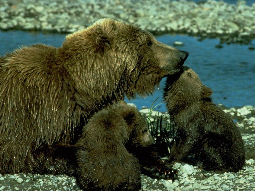 ours avec ses oursons fond ecran ours avec ses oursons