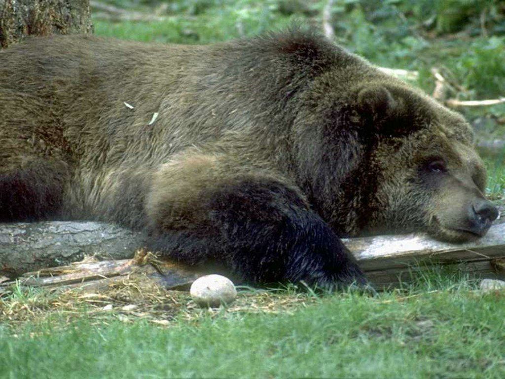 ours fond ecran ours