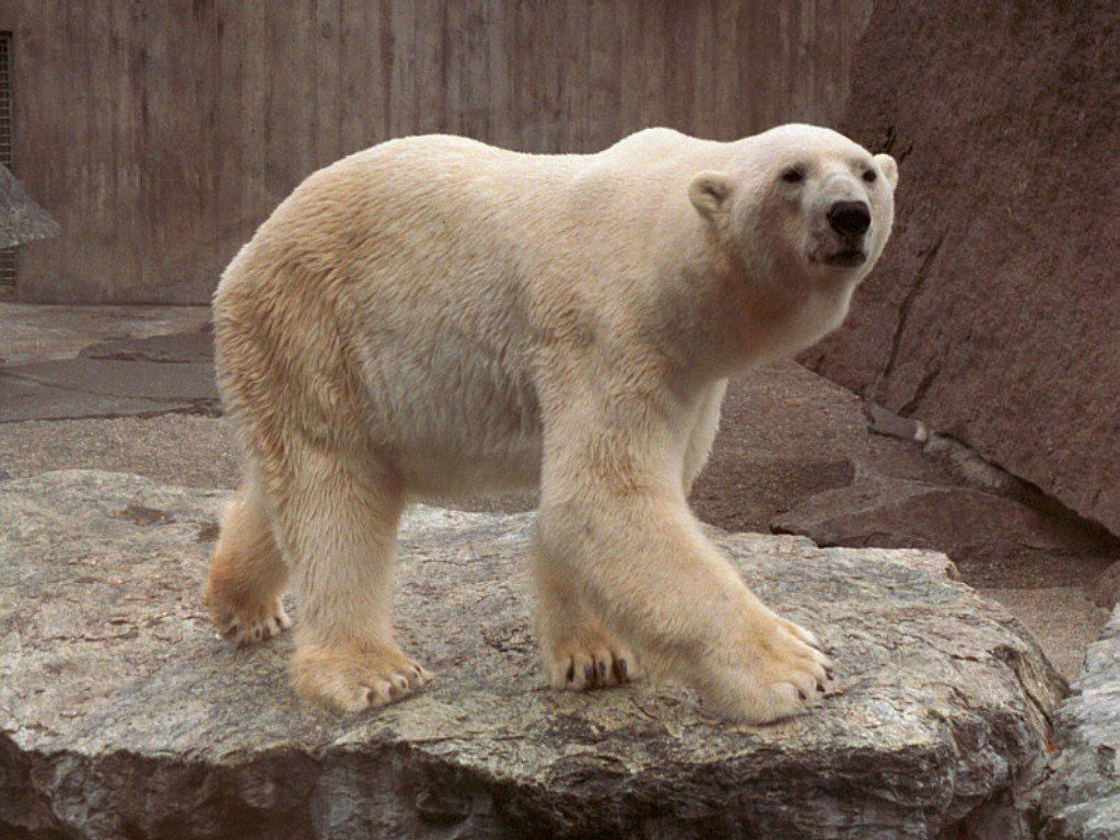 ours blanc fond ecran ours blanc