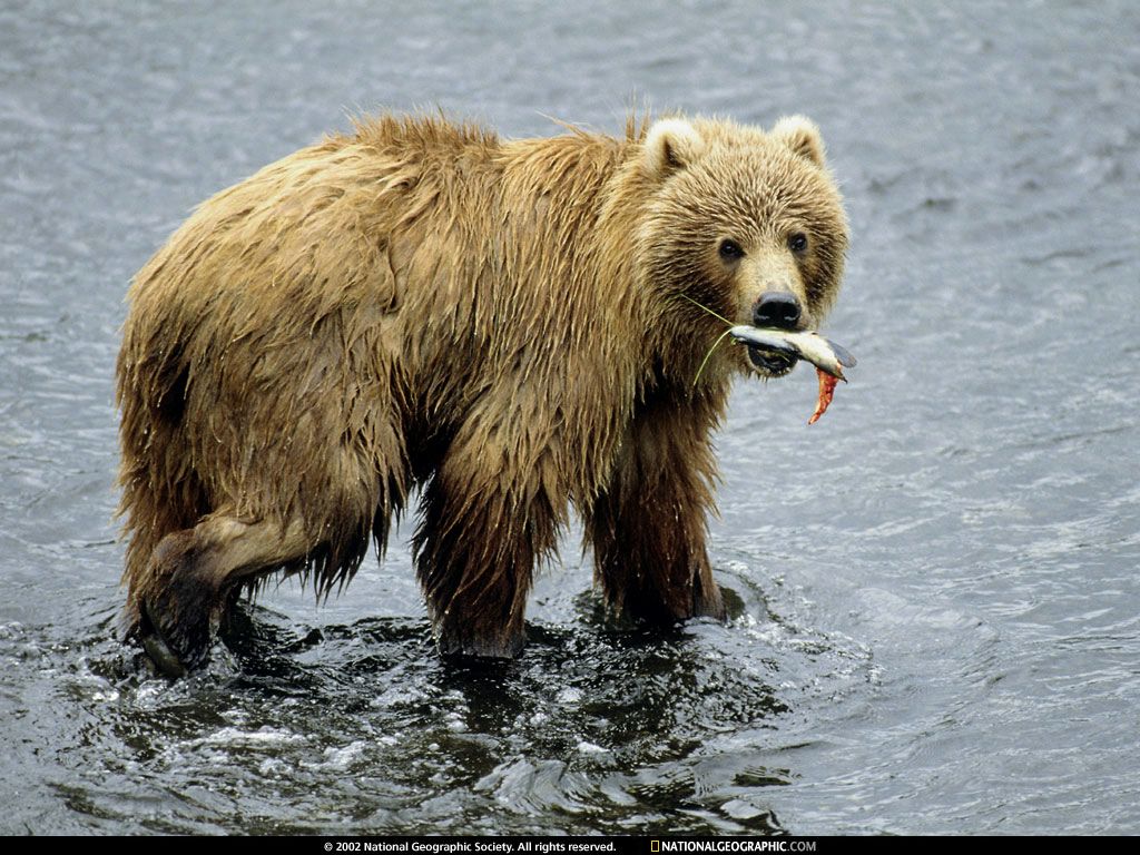 ours fond ecran ours