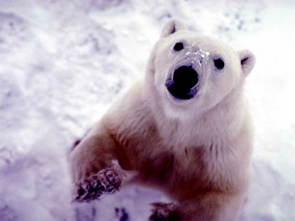ours blanc fond ecran ours blanc