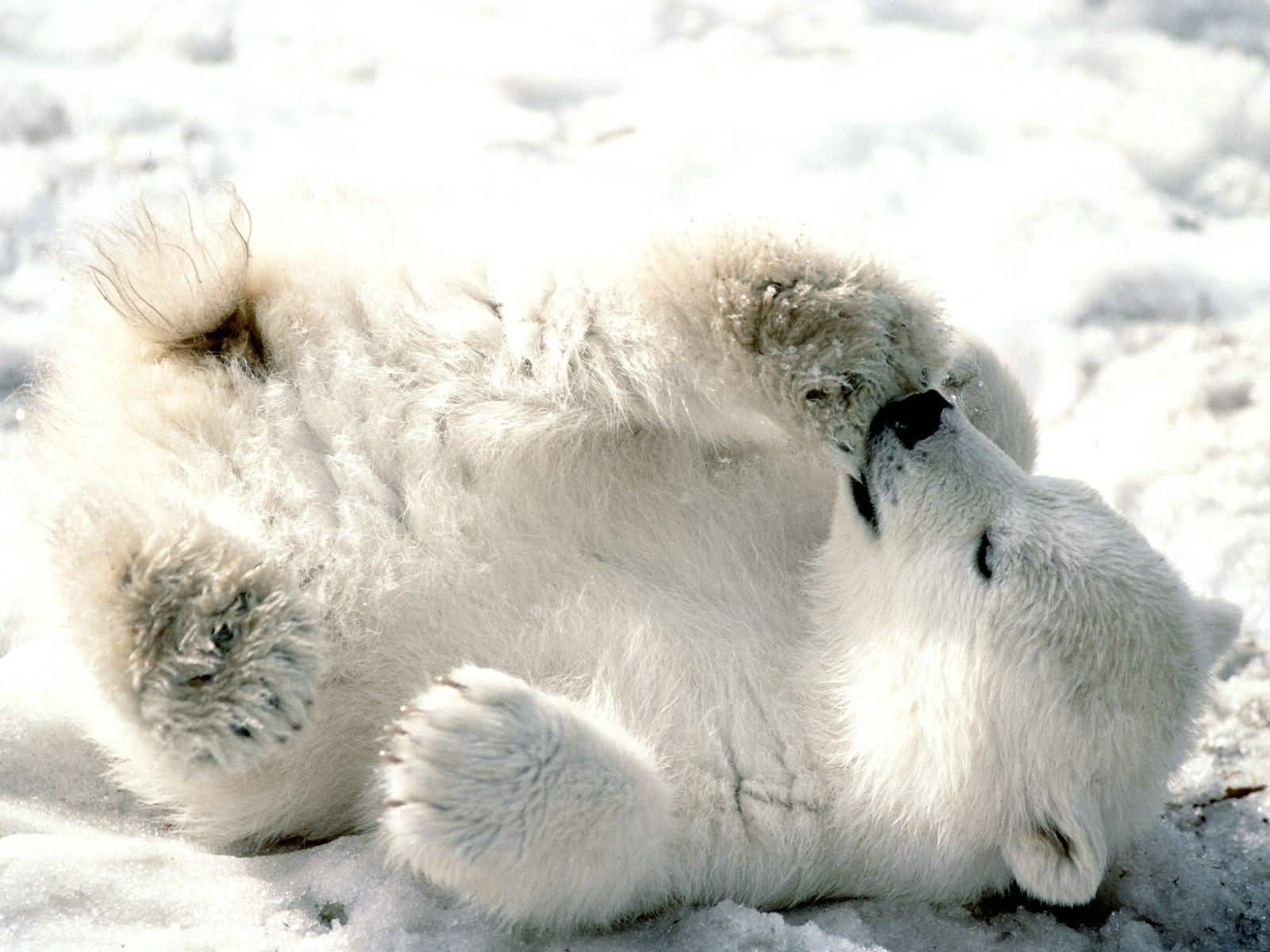 Petit ourson blanc fond ecran Petit ourson blanc