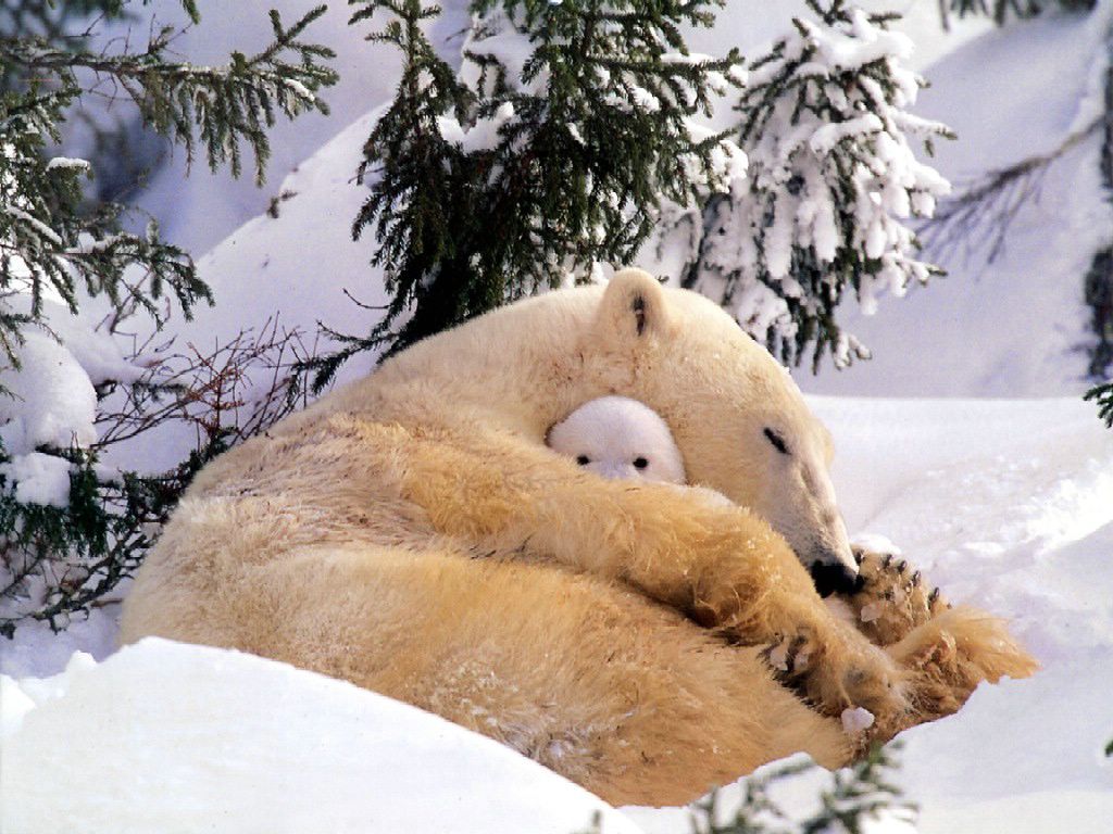 Famille ours blanc fond ecran Famille ours blanc