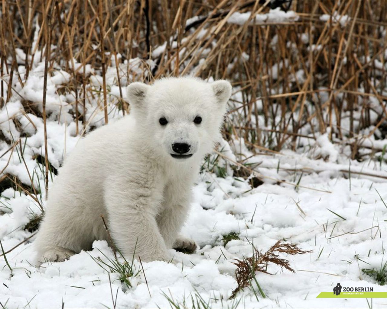 Ourson blanc fond ecran Ourson blanc