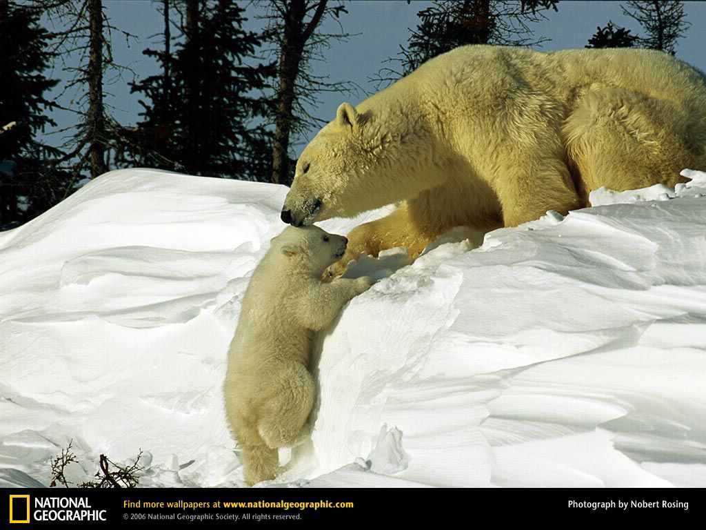 Maman ours fond ecran Maman ours