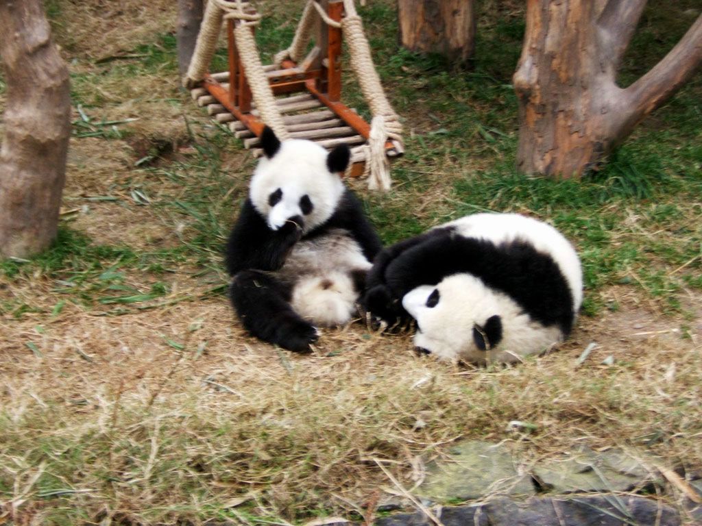 pandas fond ecran pandas