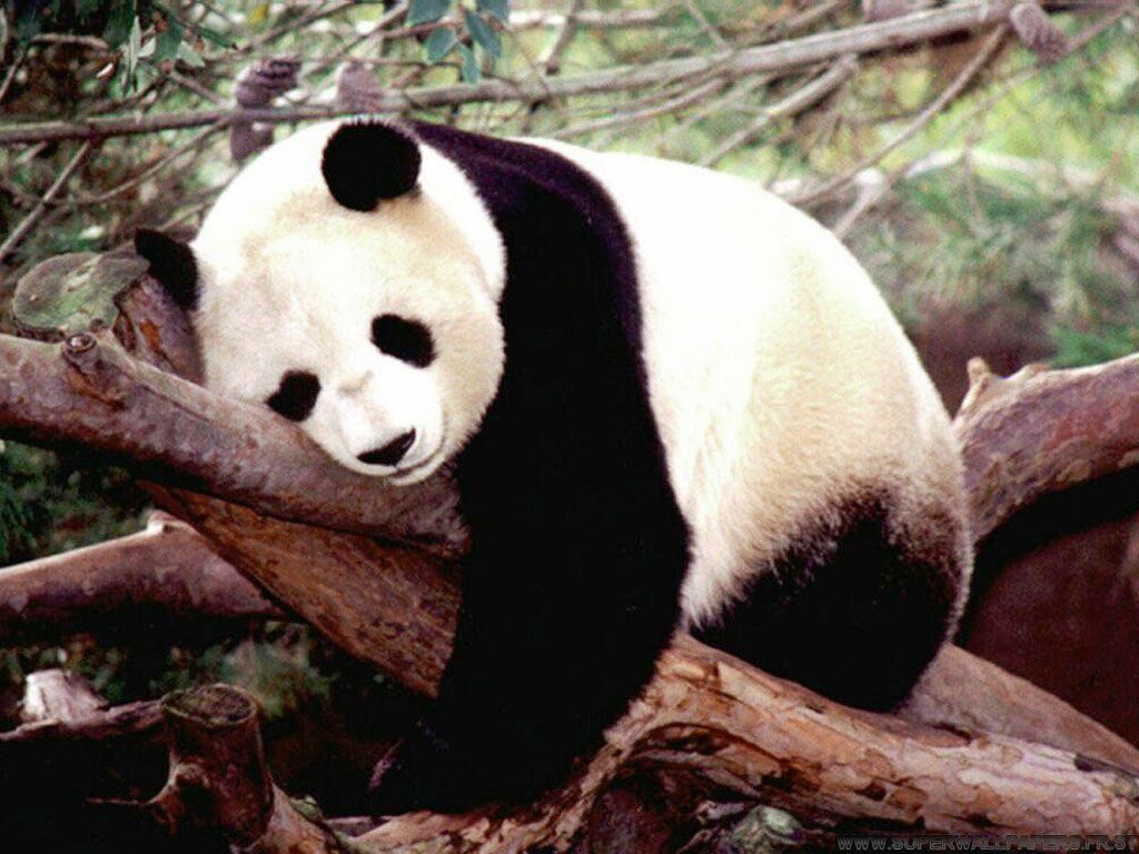 panda fond ecran panda