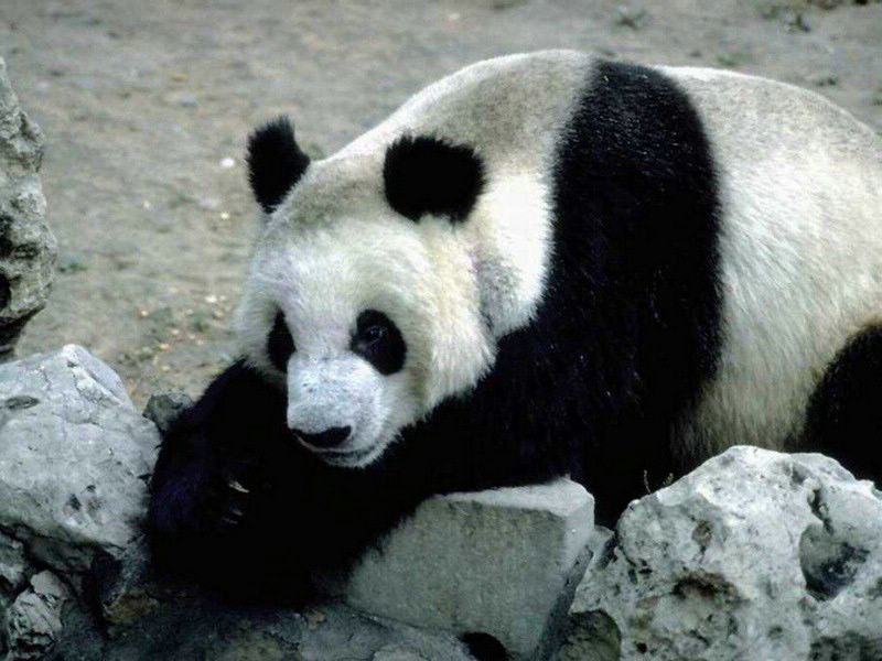 panda fond ecran panda