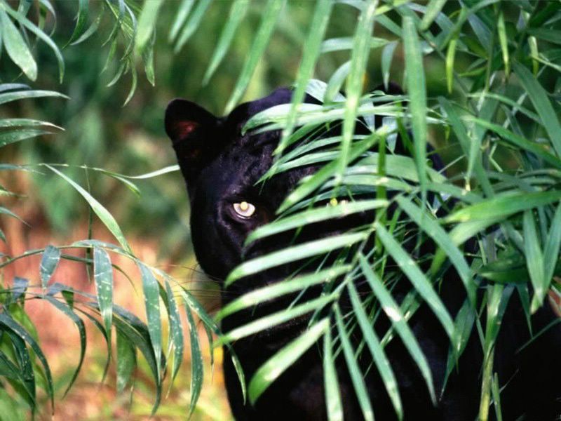 panthere noire fond ecran panthere noire