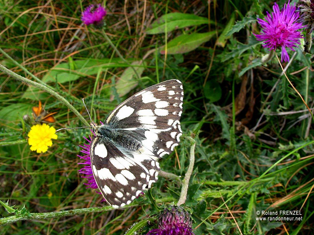 papillon fond ecran papillon