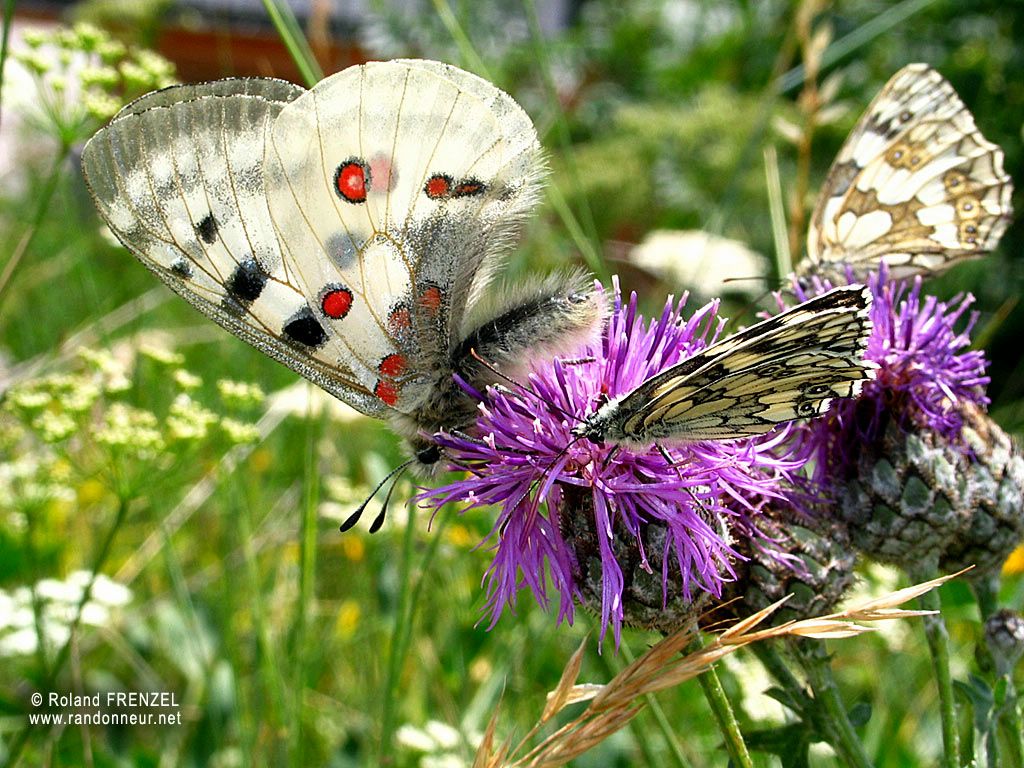 papillons fond ecran papillons