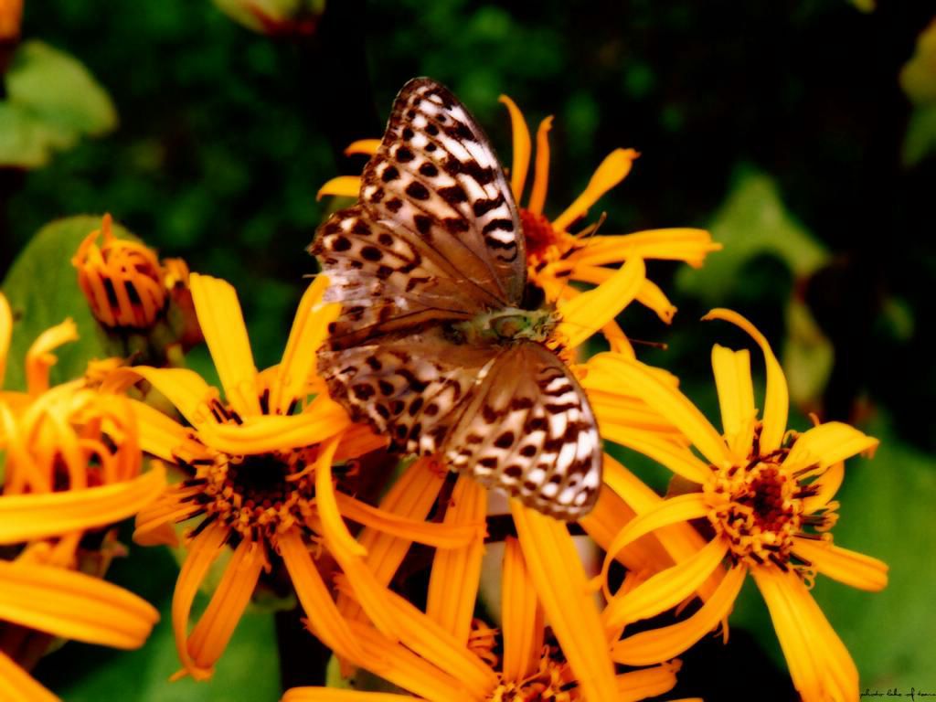 papillon fond ecran papillon
