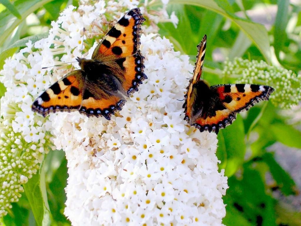 papillons fond ecran papillons