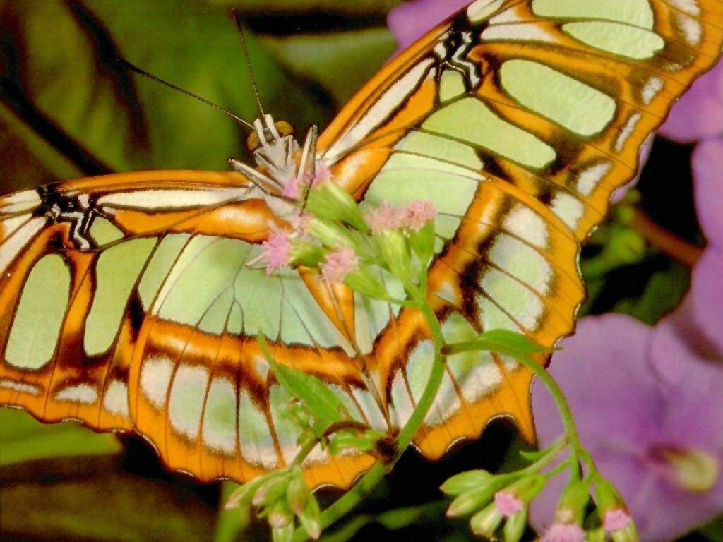 papillon fond ecran papillon