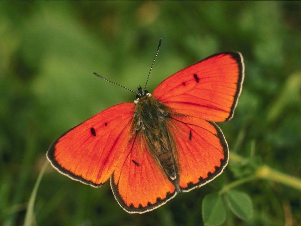 papillon fond ecran papillon