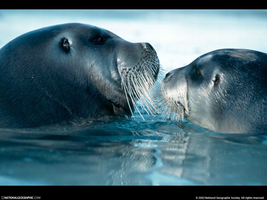 phoques fond ecran phoques