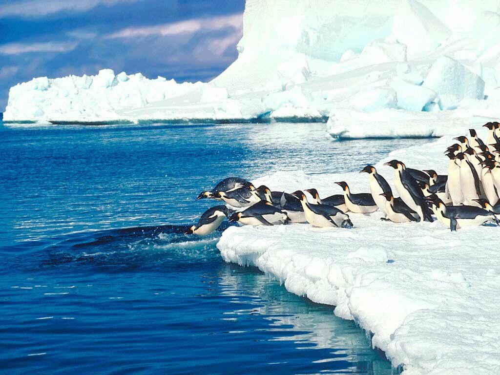 pingouins fond ecran pingouins