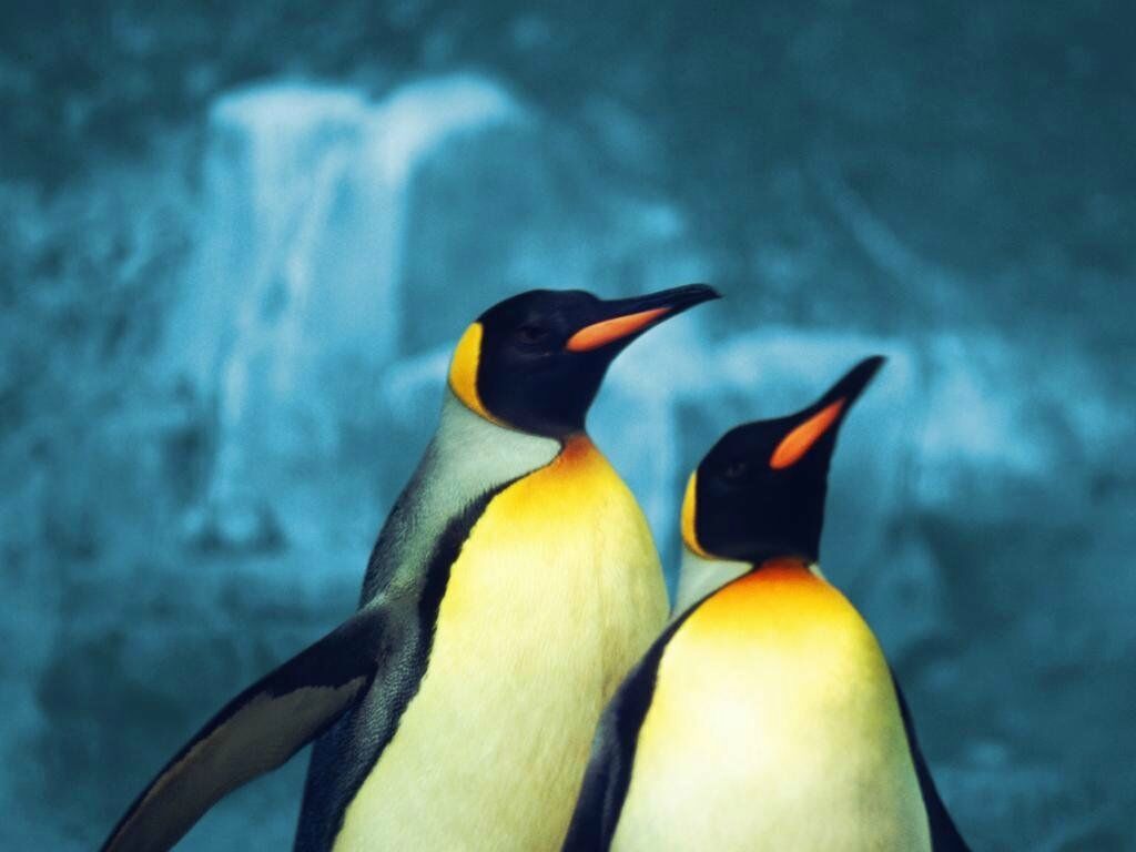 pingouins fond ecran pingouins