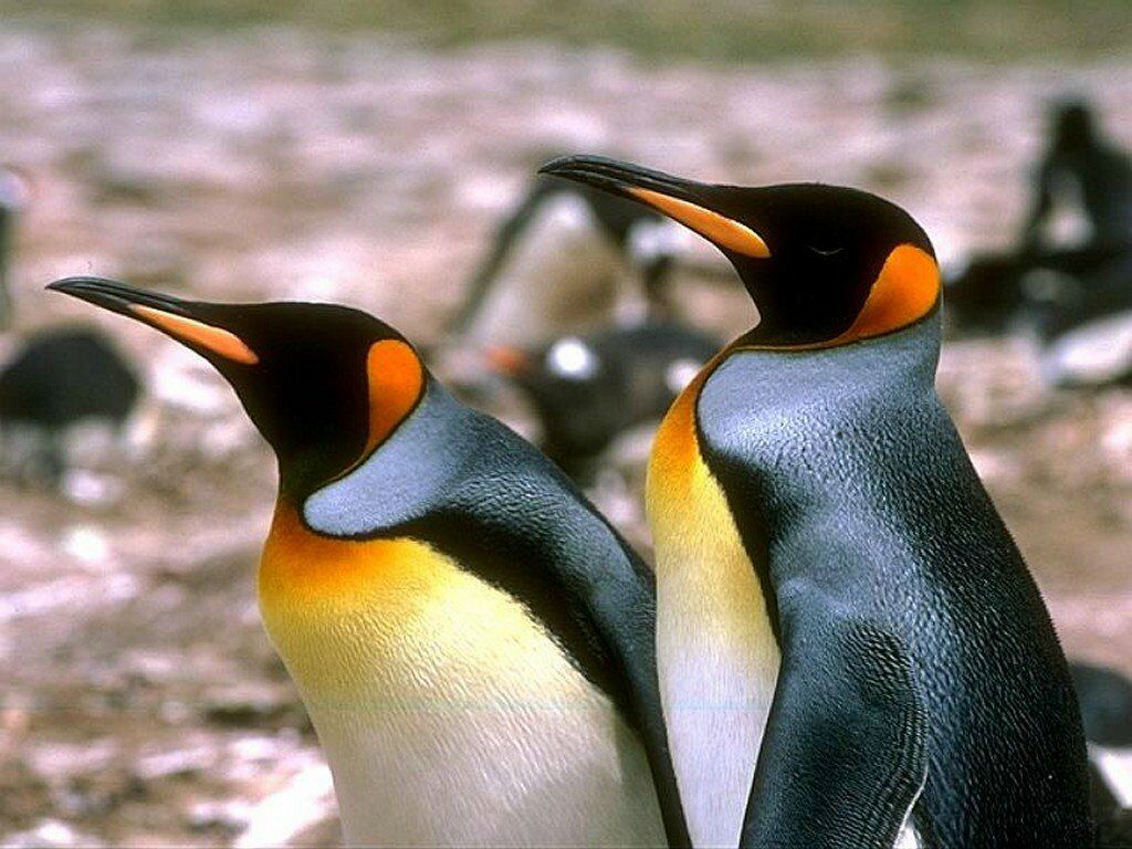 pingouins fond ecran pingouins