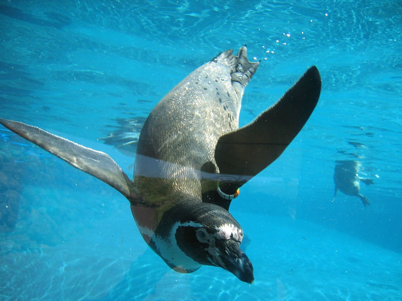 pingouin fond ecran pingouin