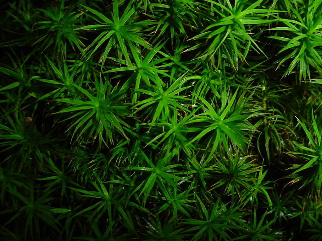 plante fond ecran plante