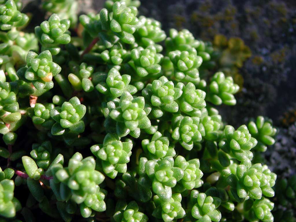 plante grasse fond ecran plante grasse