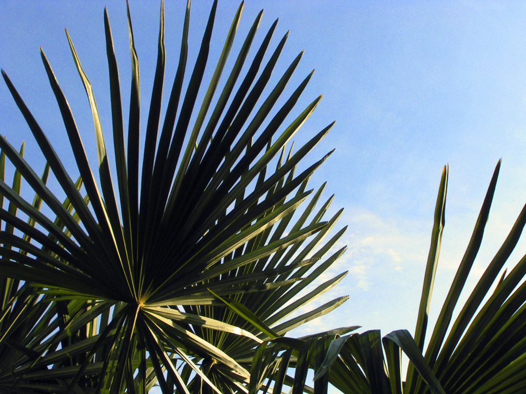 plantes exotiques fond ecran plantes exotiques