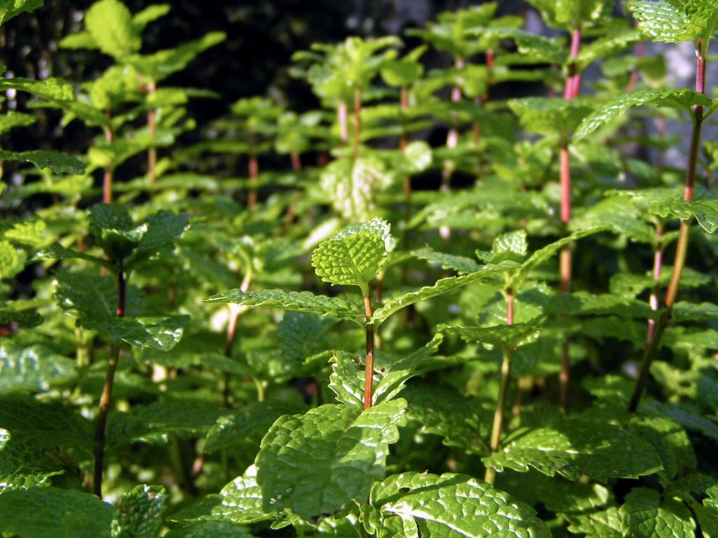menthe fond ecran menthe