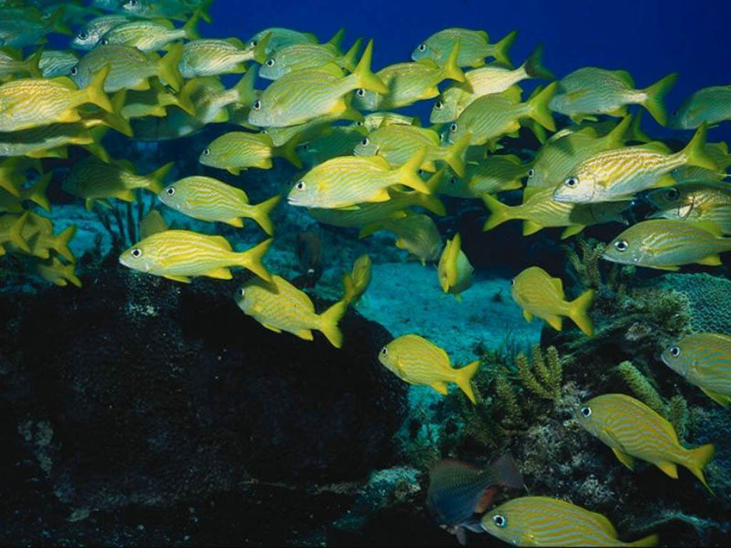 poissons fond ecran poissons